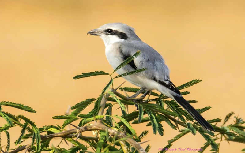 Perching Birds